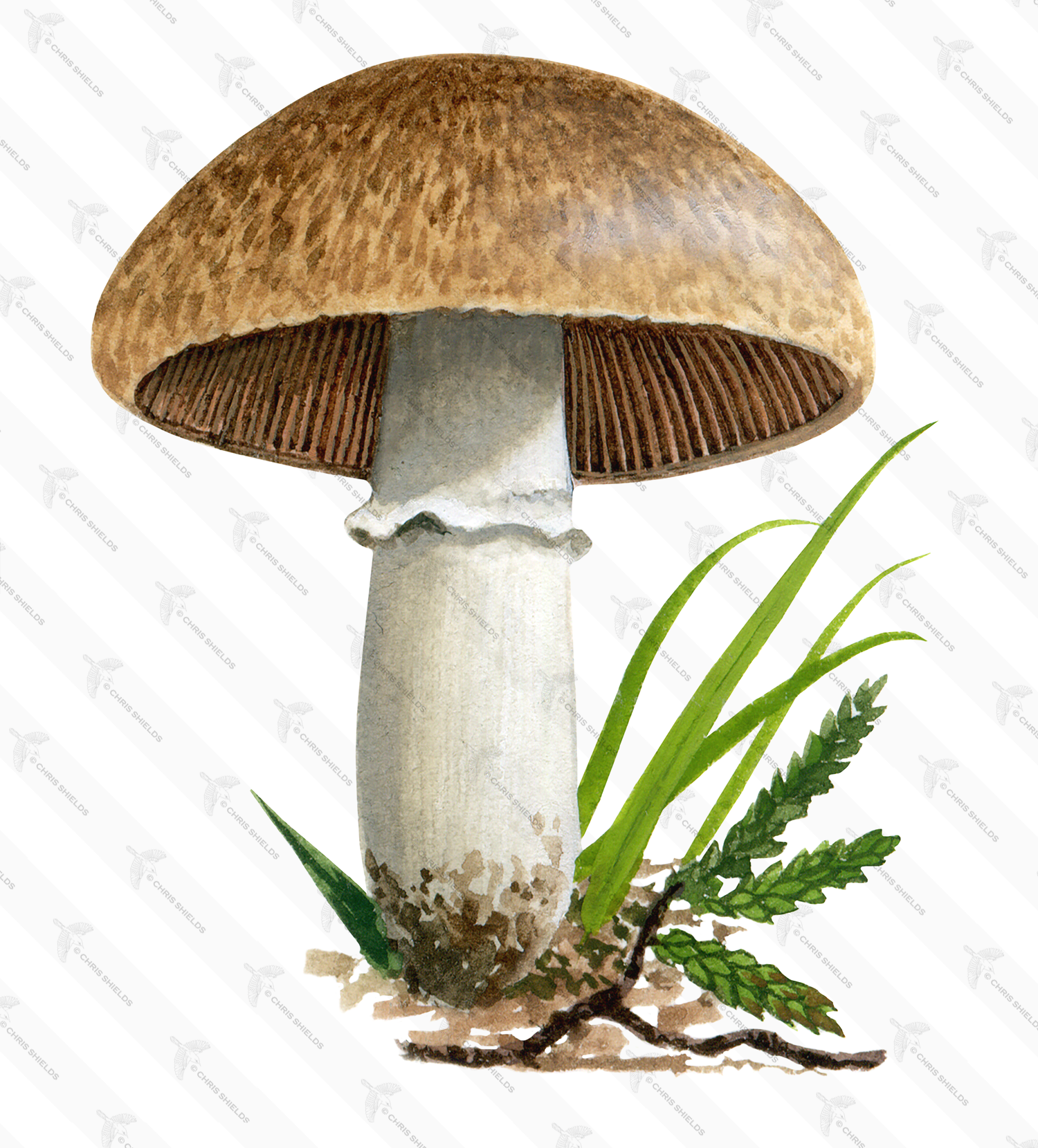 Illustration of Agaricus cupreobrunneus (#1599)