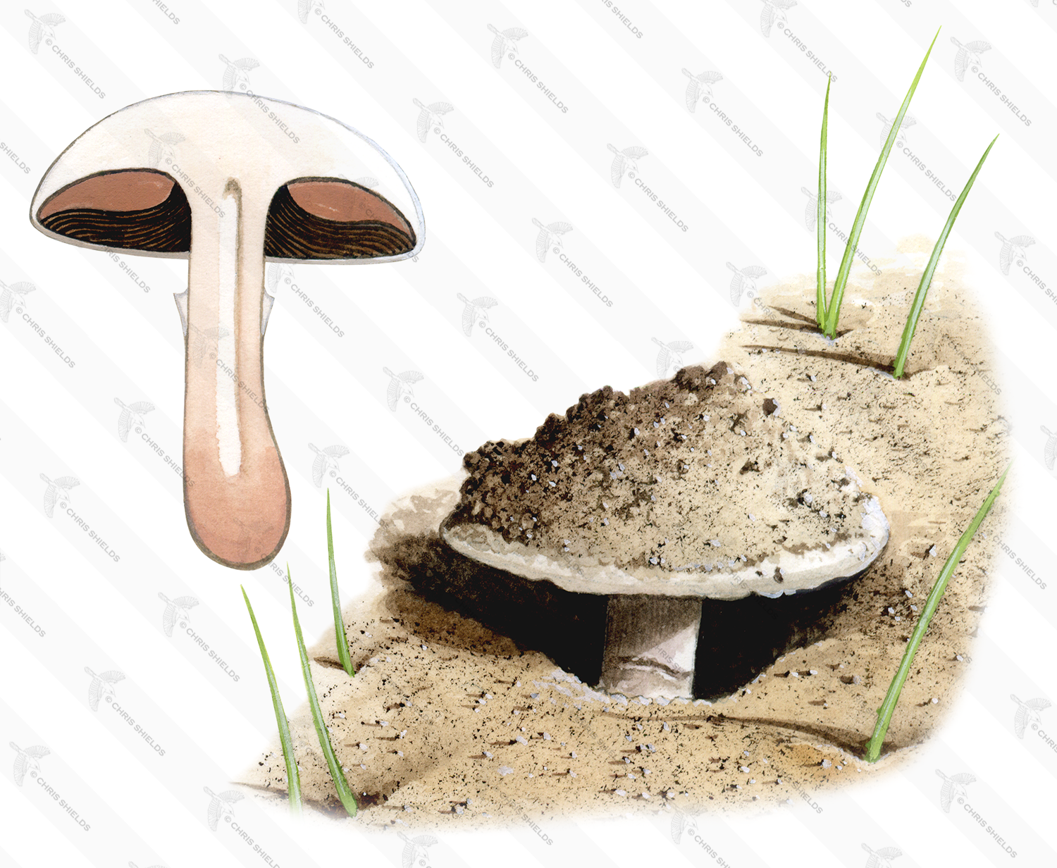 Illustration of Agaricus devoniensis (#1600)