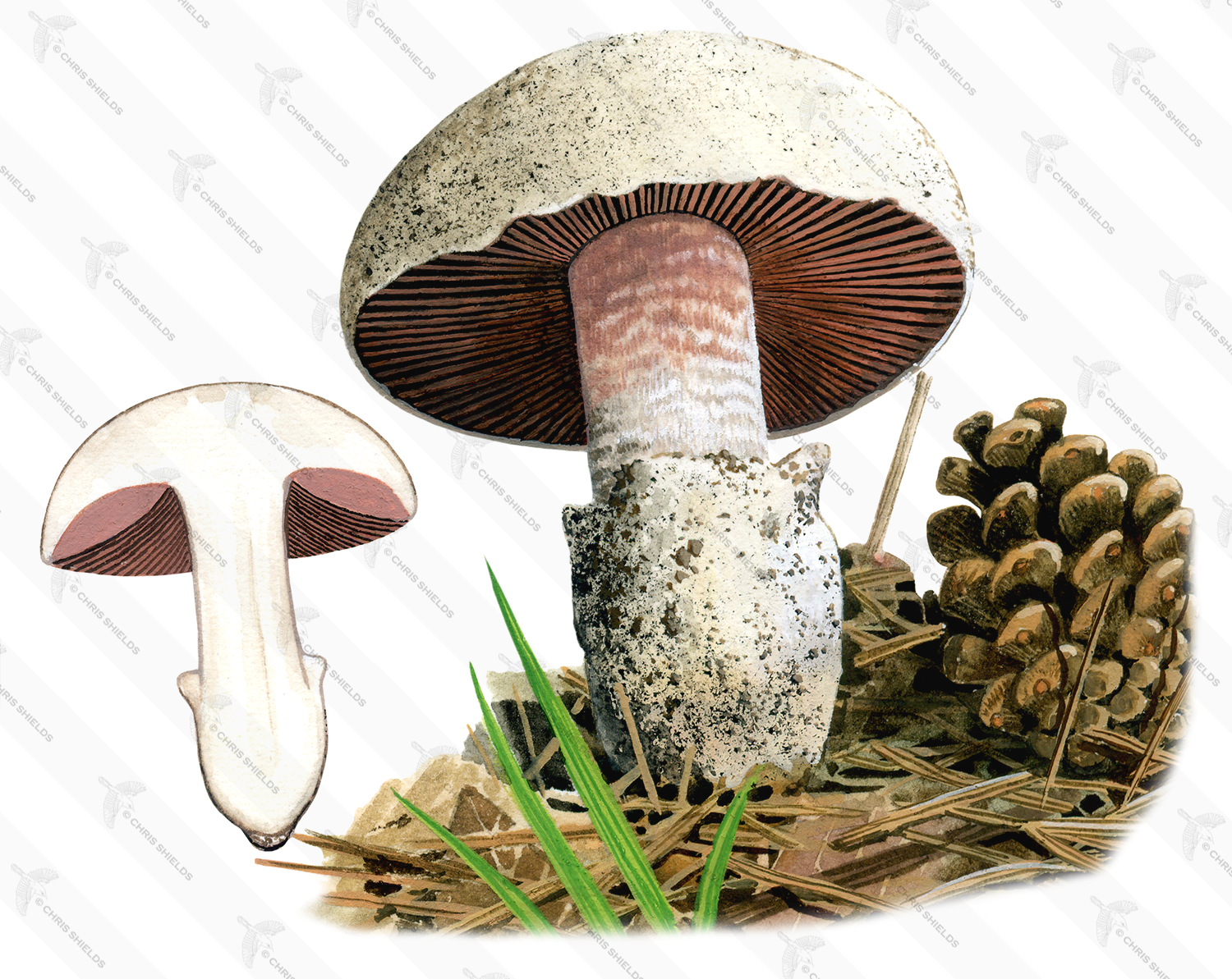 Illustration of Agaricus gennadii (#1617)