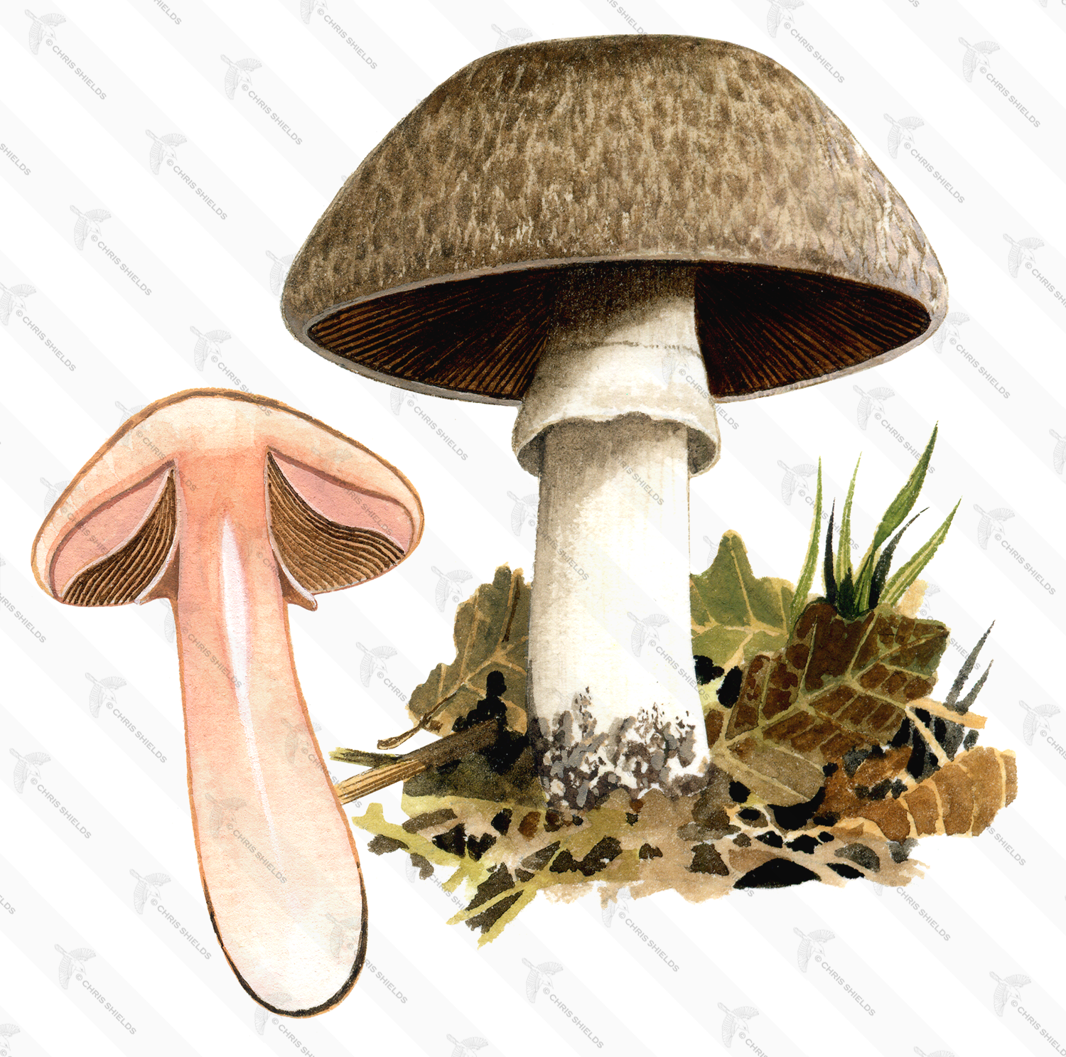 Illustration of Agaricus langei (Scaly Wood Mushroom) (#1613)