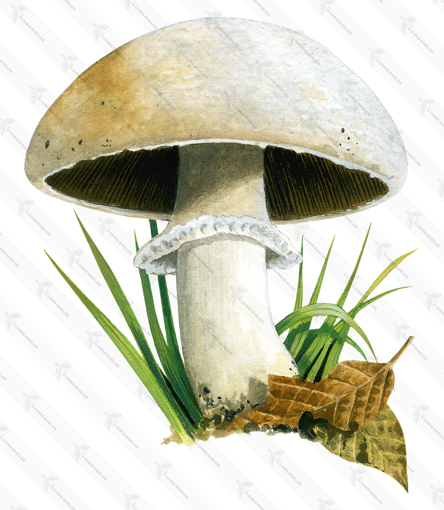 Illustration of Agaricus macrocarpus (#1639)