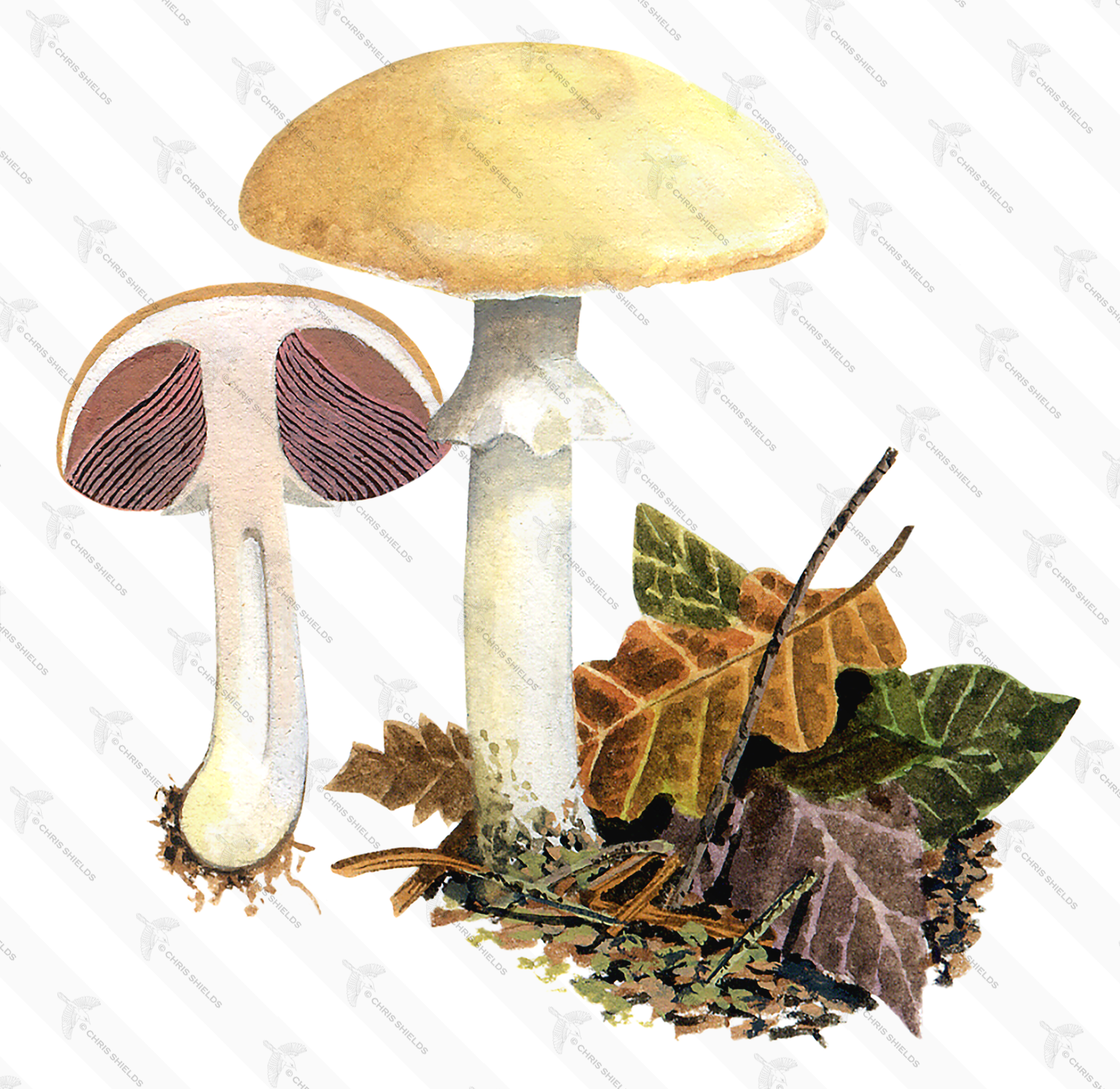 Illustration of Agaricus silvicola (Wood Mushroom) (#1636)