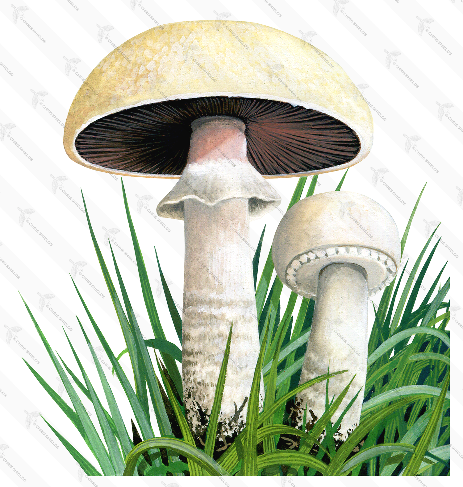 Illustration of Agaricus urinascens var. excellens (#1625)