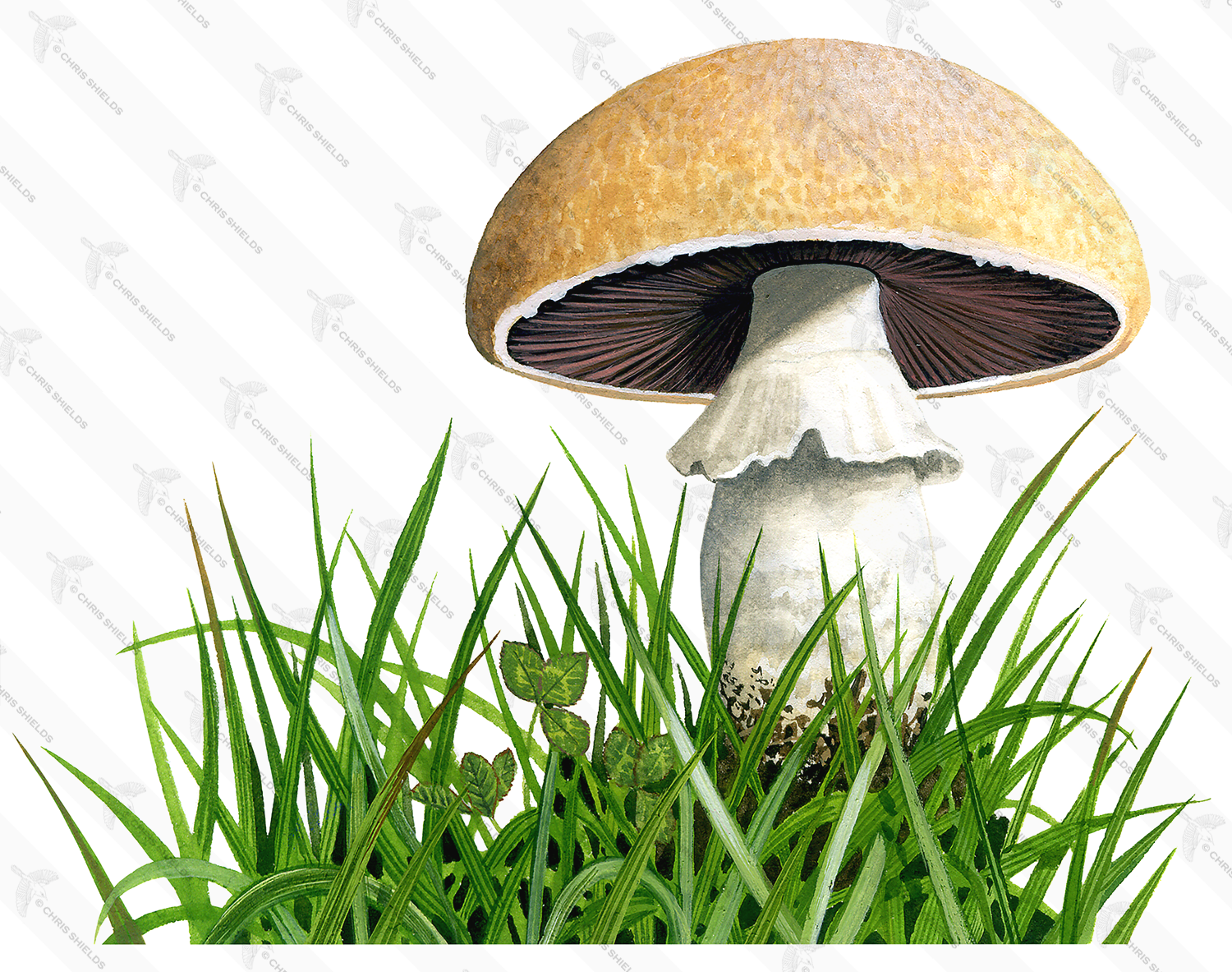 Illustration of Agaricus urinascens var. urinascens (Macro Mushroom) (#1626)