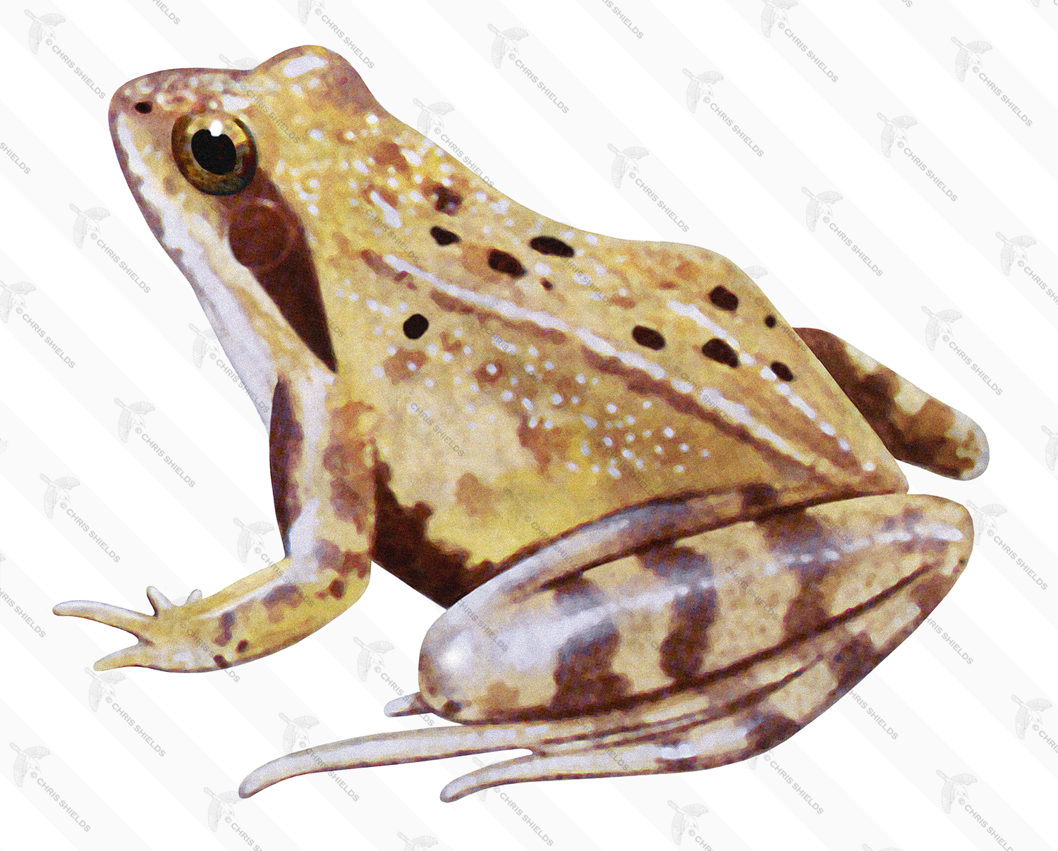 Illustration of Agile Frog (Rana dalmatina) (#3100)