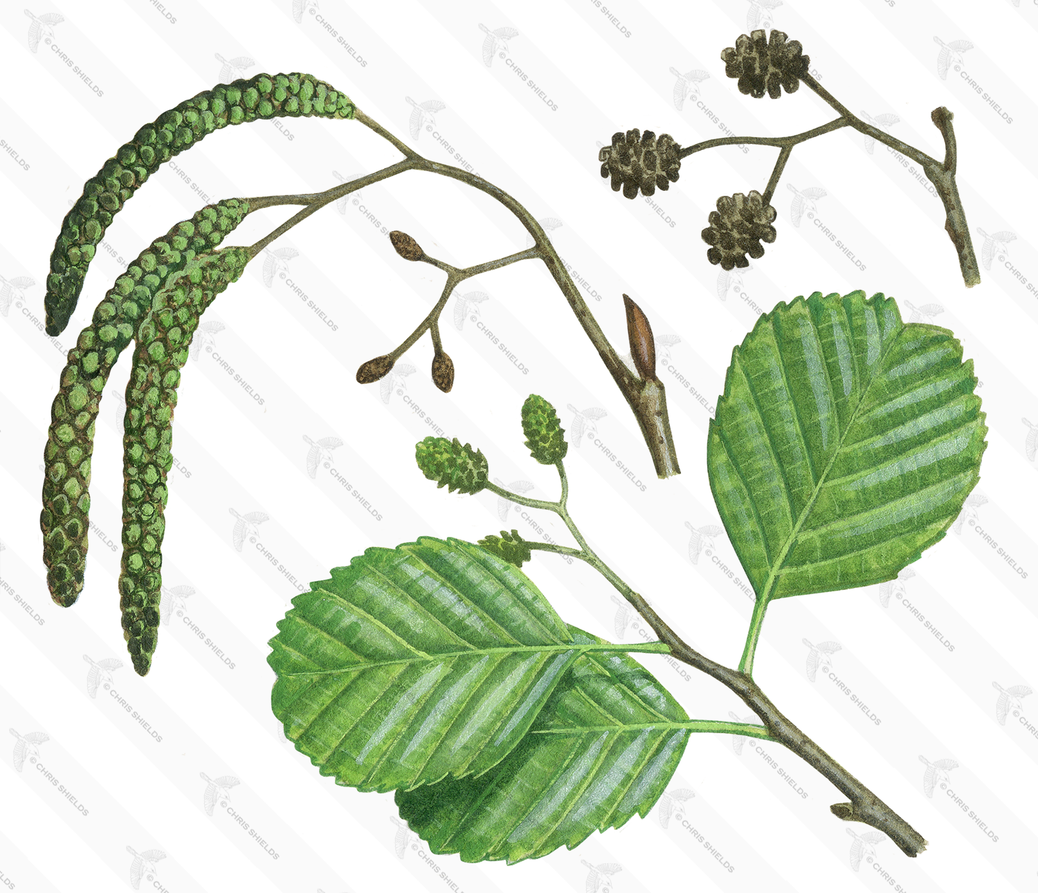 Illustration of Alder Leaves & Flowers (Alnus glutinosus) (#0126)
