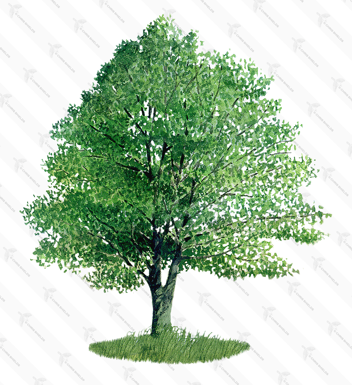 Illustration of Alder Tree (Alnus glutinosus) (#0125)