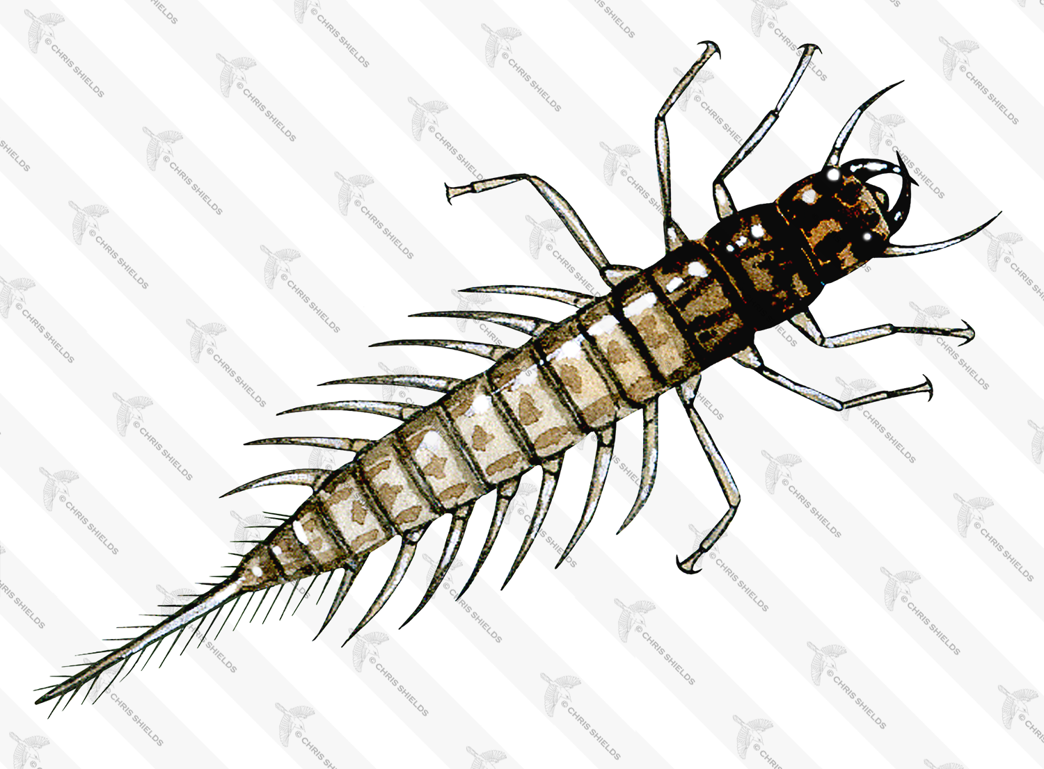 Illustration of Alderfly Larva (Sialis lutraria) (#1024)