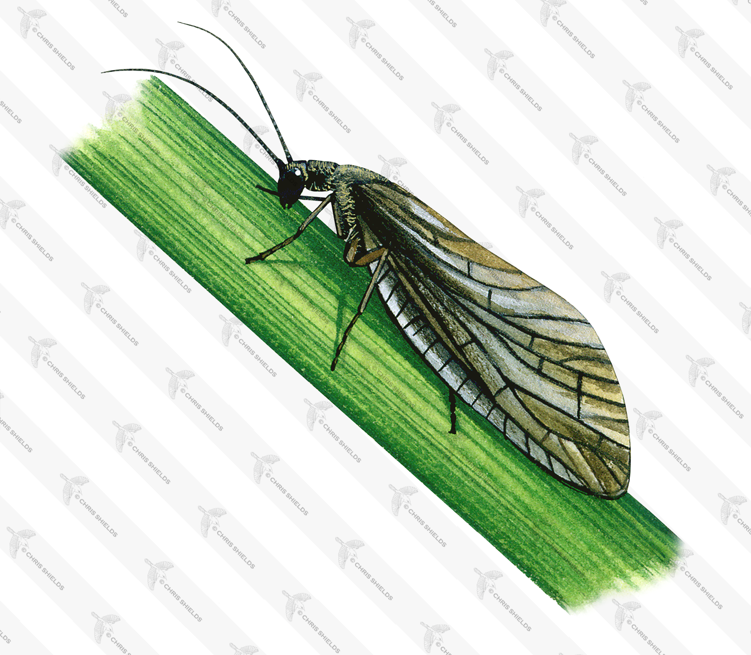 Illustration of Alderfly (Sialis lutraria) (#1023)