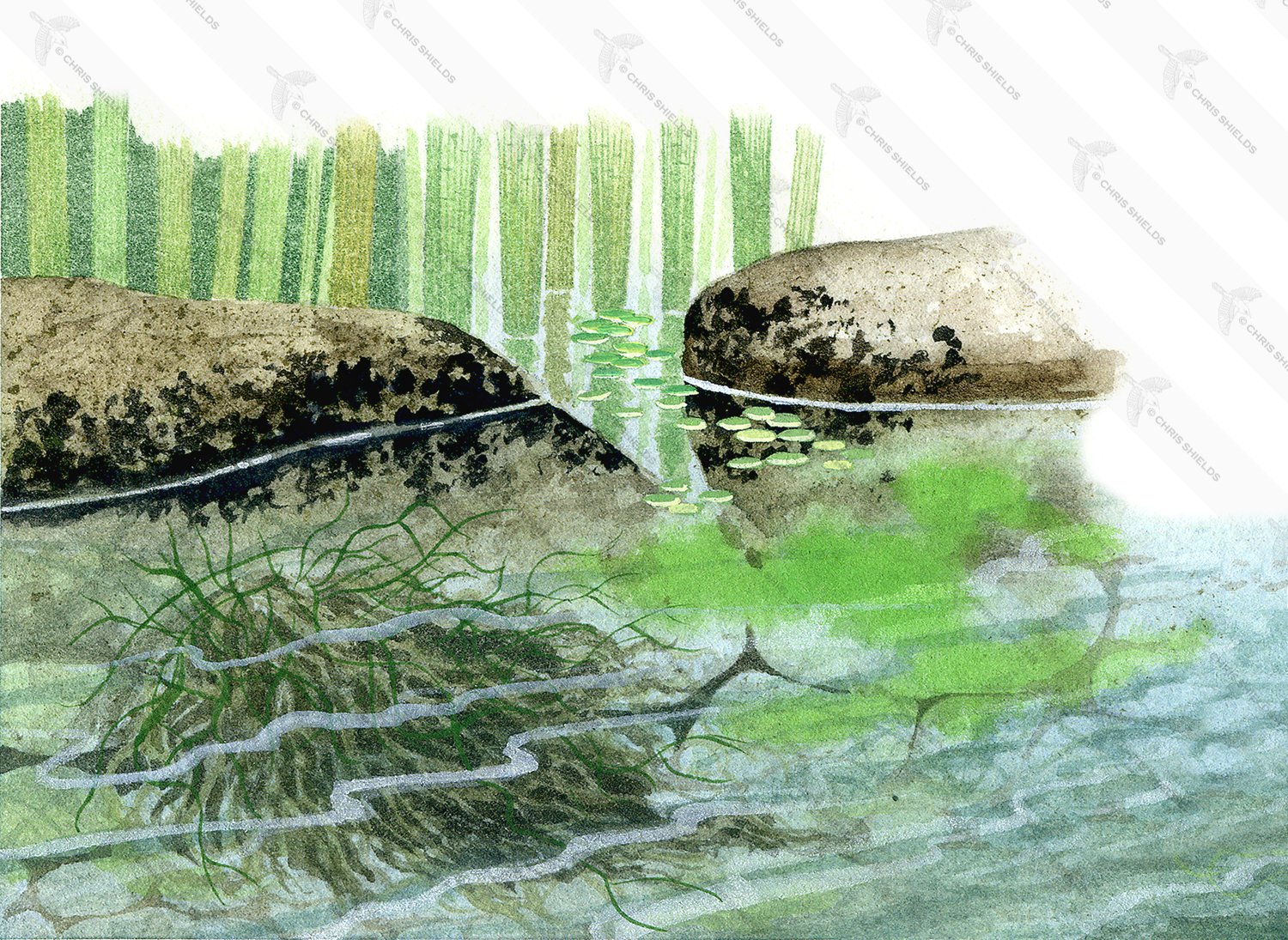 Illustration of Algae (Blue-green & Cladophora) (#0979)