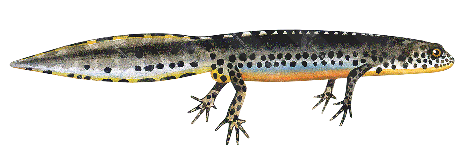 Illustration of Alpine Newt (Ichthyosaura alpestris) (#0696)