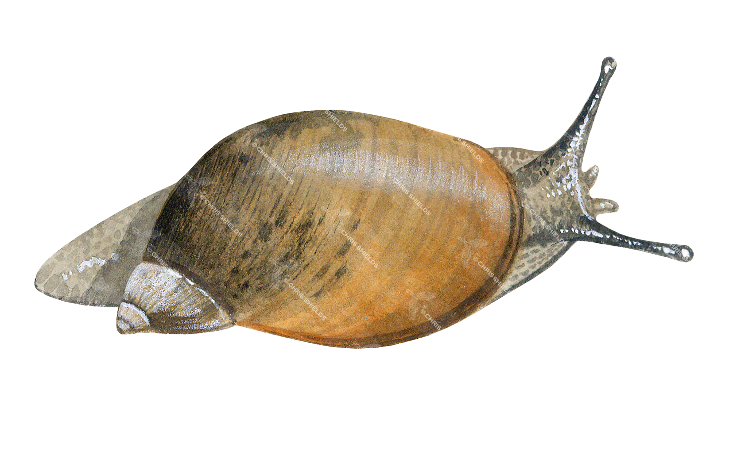 Illustration of Amber snail (aquatic) (Succinea putris) (#0776)