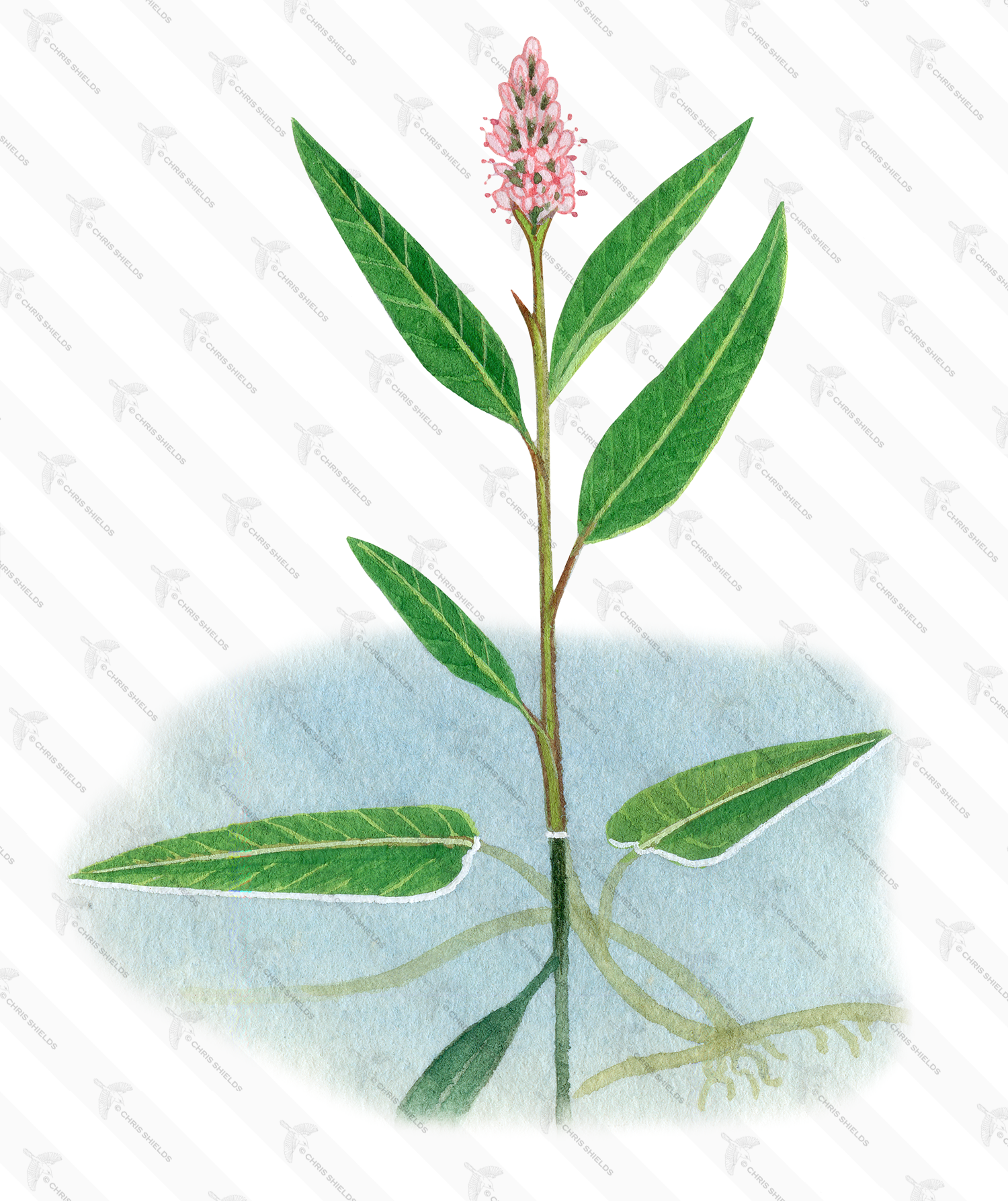 Illustration of Amphibious Bistort (Polygonum amphibium) (#0951)