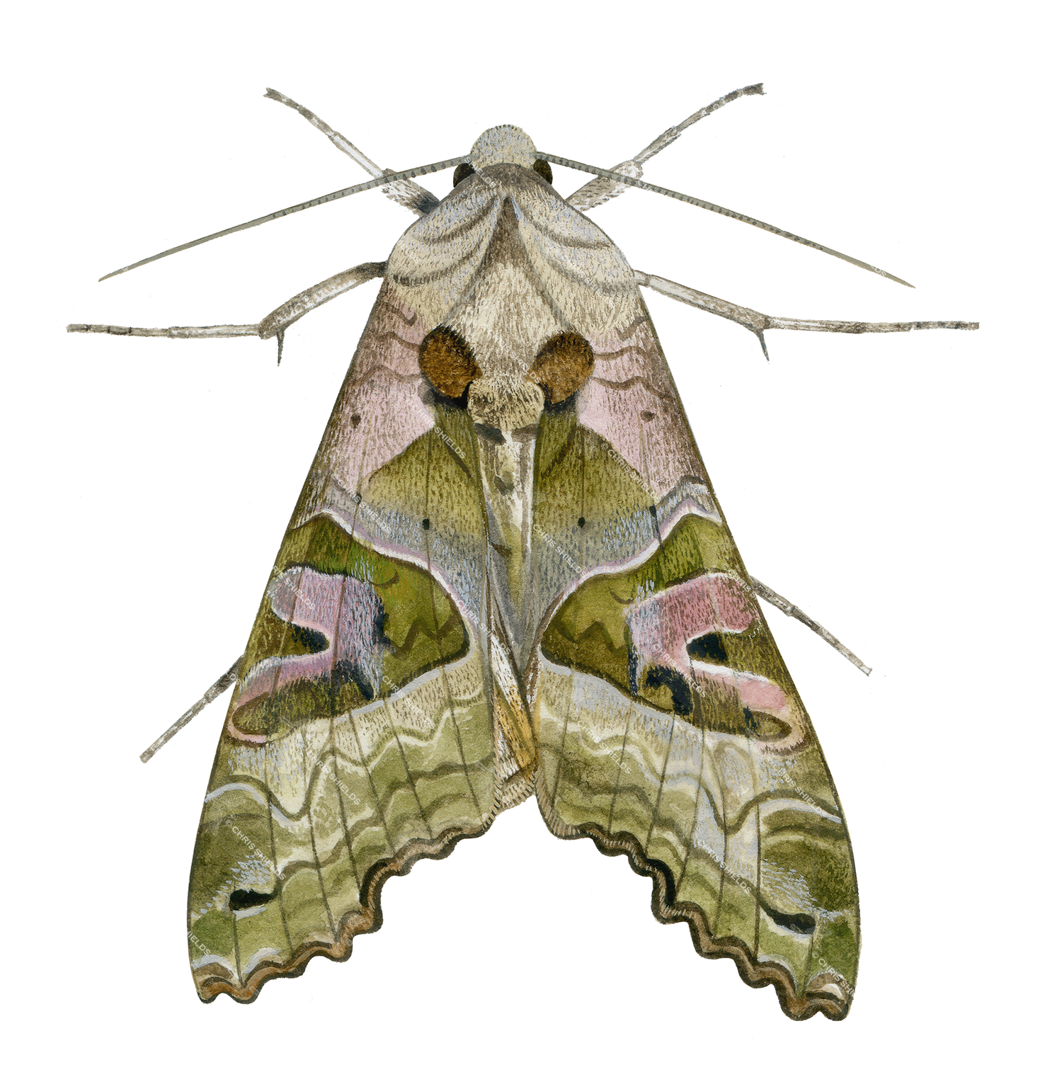 Illustration of Angle Shades Moth (Phlogophora meticulosa) (#4077)