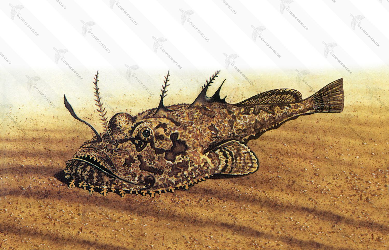 Illustration of Angler Fish (Lophius piscatorius) (#1016)