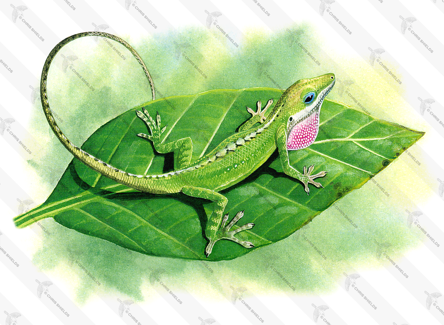 Illustration of Anole Lizard (Anolis carolinensis) (#0066)