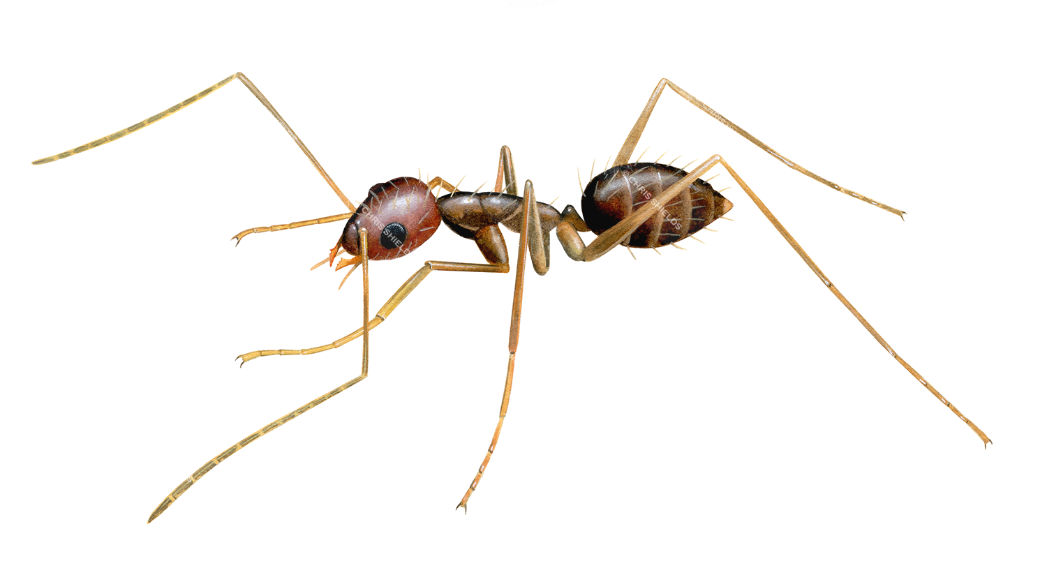 Illustration of Ant (Longhorn Crazy)(Paratrechina longicornis) IH018flat(#4627)