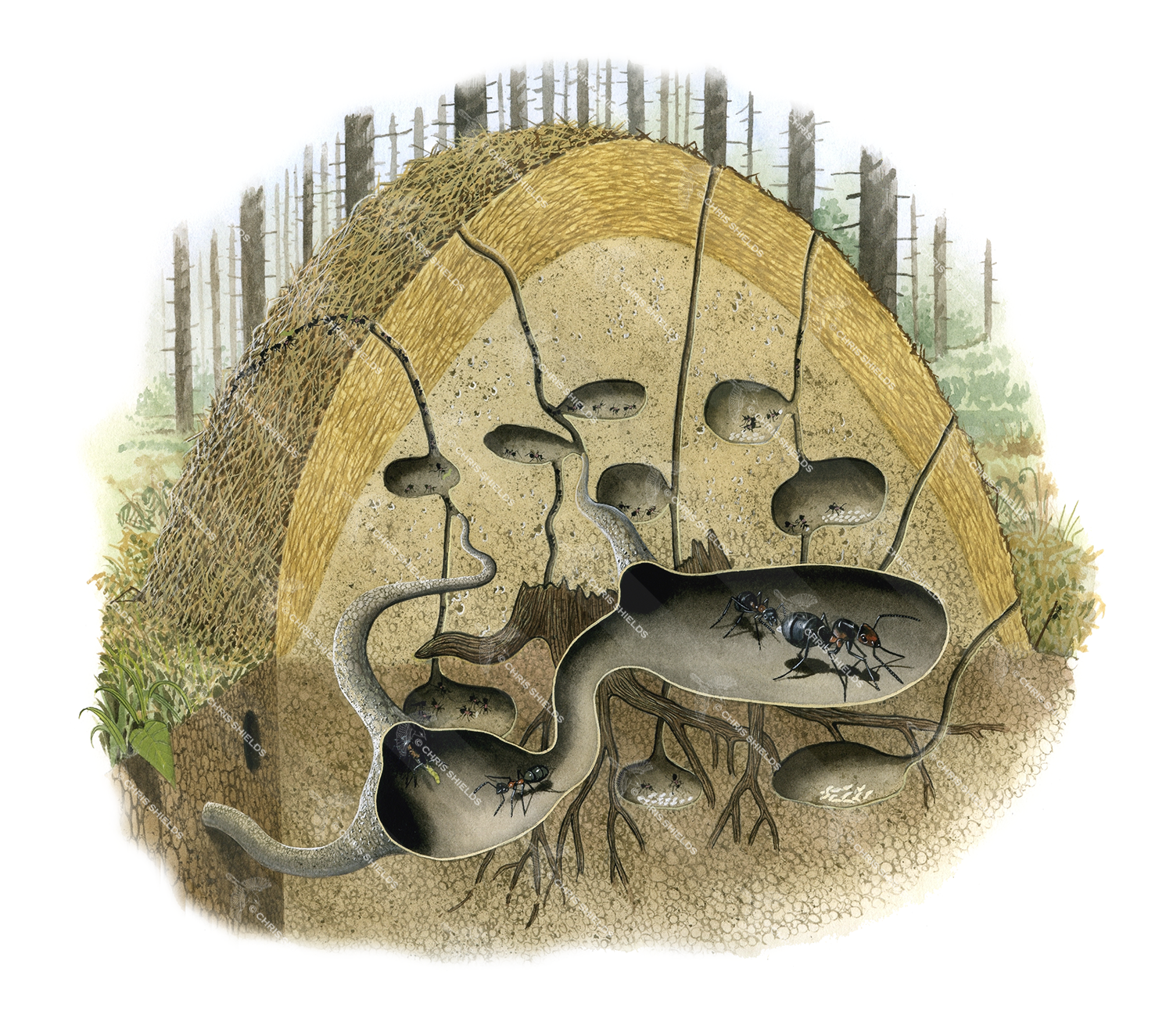 Illustration of Ant Nest (Wood) Formica sanguinea (#1032)