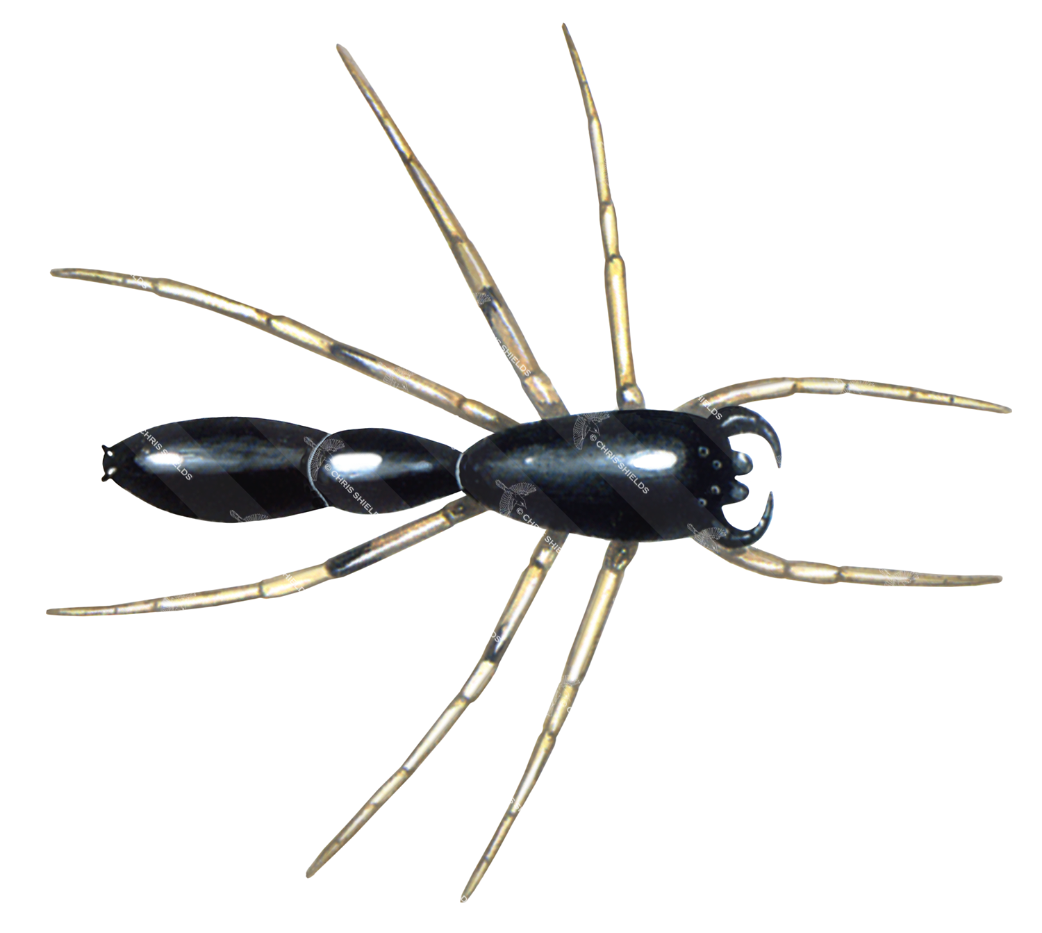 Illustration of Ant Spider sp. (#0635)
