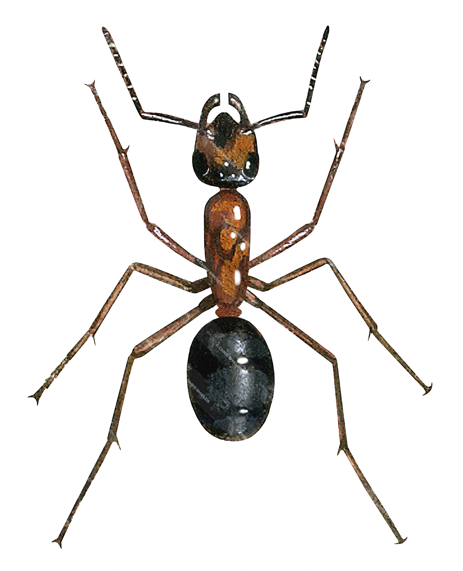 Illustration of Ant (wood) (worker) Formica rufa (#1033)
