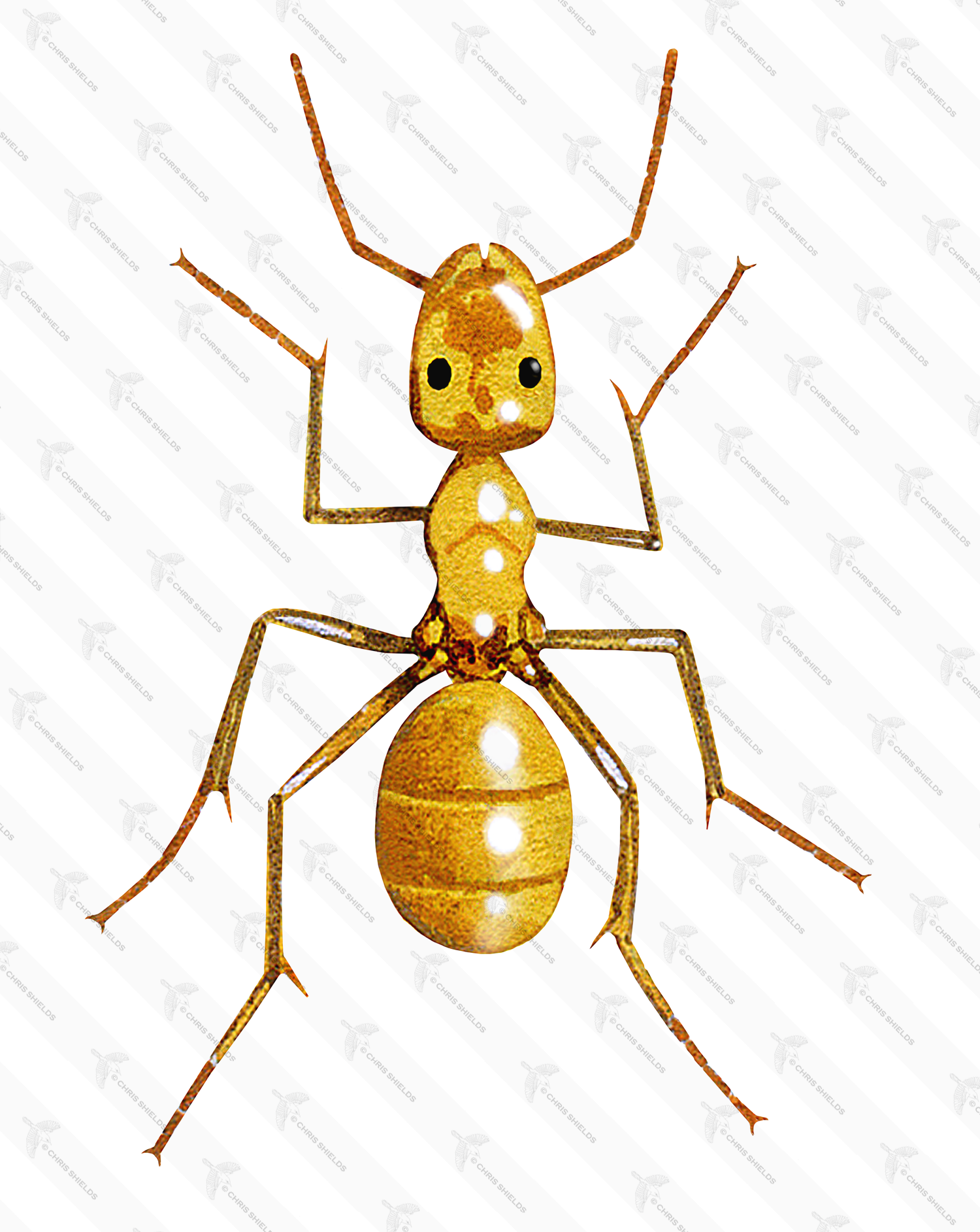 Illustration of Ant (yellow meadow) (Lasius flavus) (#1036)