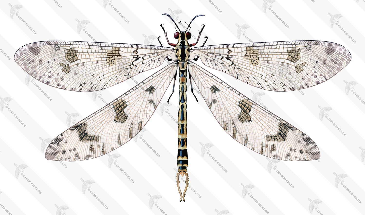 Illustration of Antlion (Palpares libelluloides) (#4648)