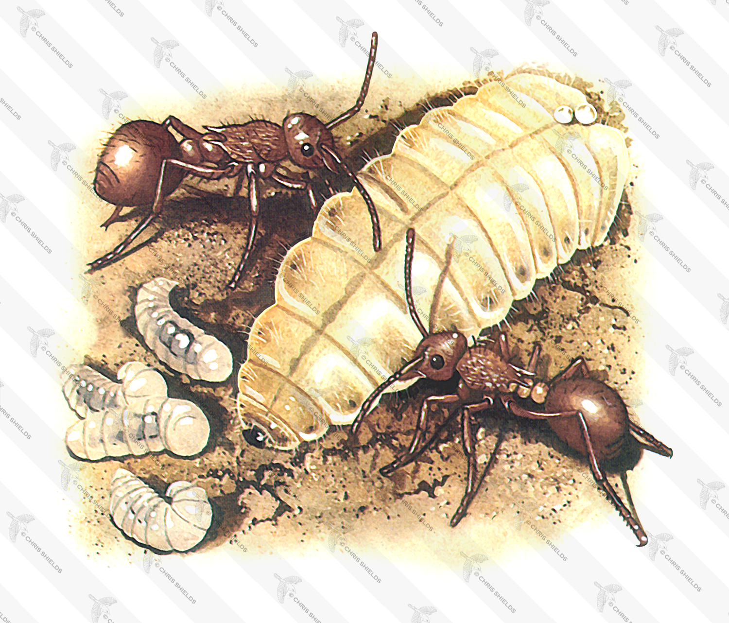 Illustration of Ant (Red) & Large Blue Caterpillar (Phengaris arion) (#1072)