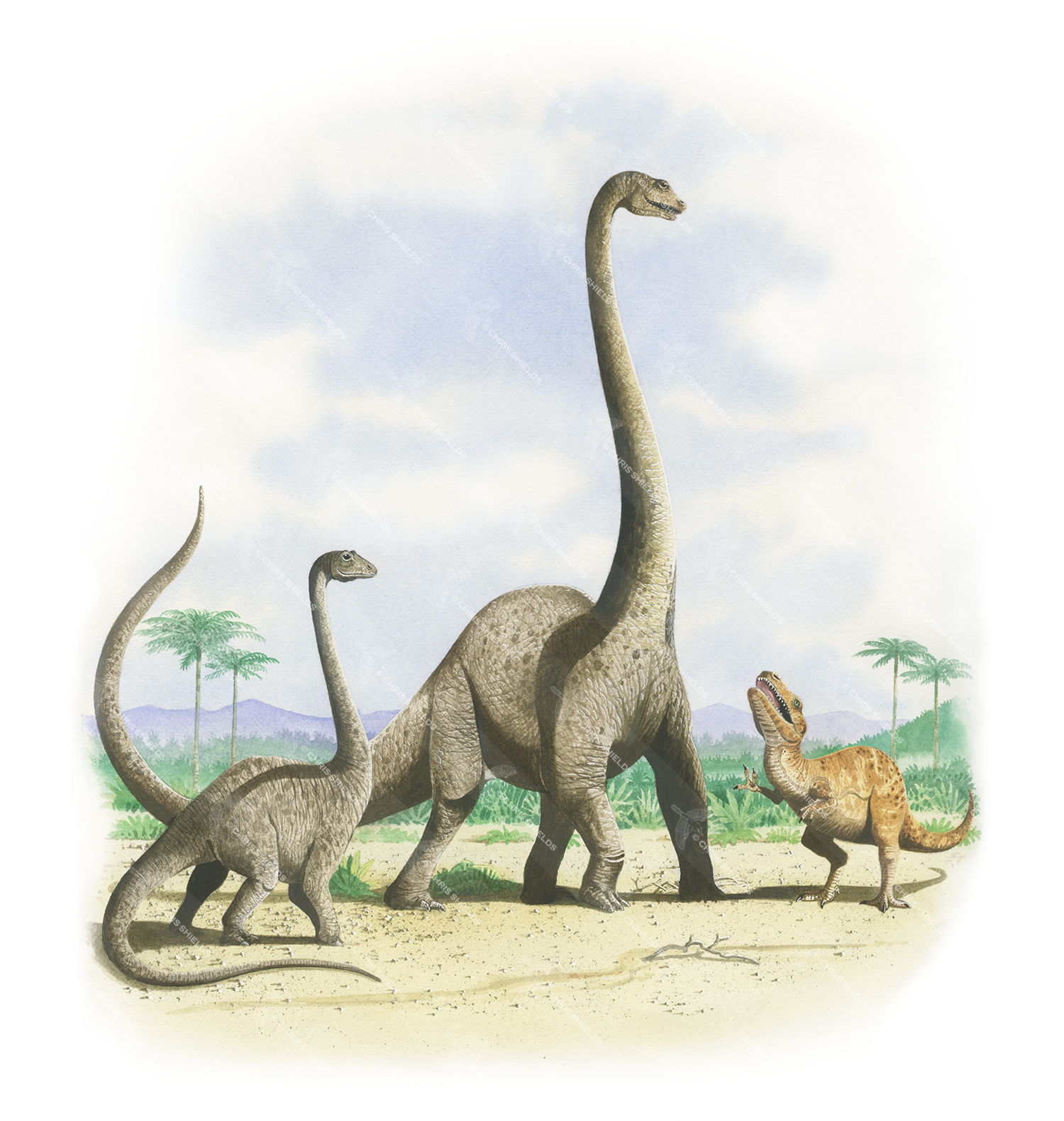 Illustration of Apatosaursus  & Allosaurus (#0085)