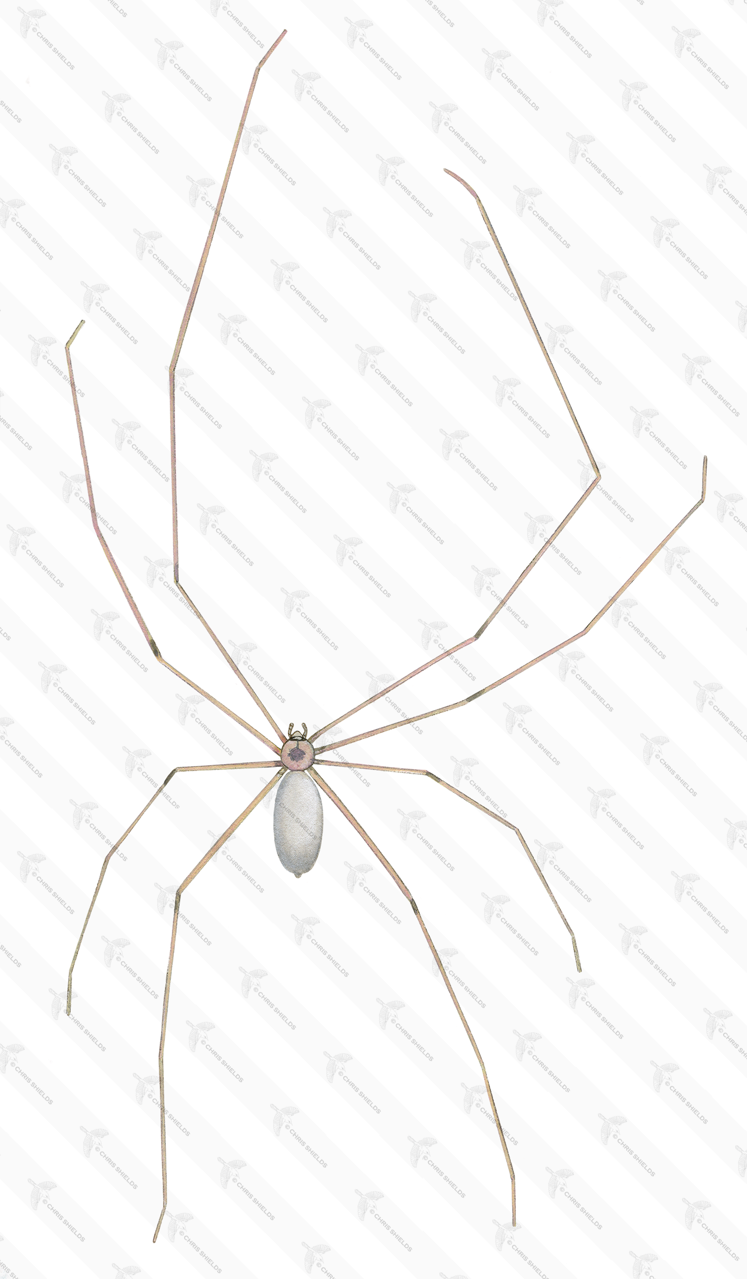 Illustration of Architrave Spider (Pholcus phalangioides) (#1221)