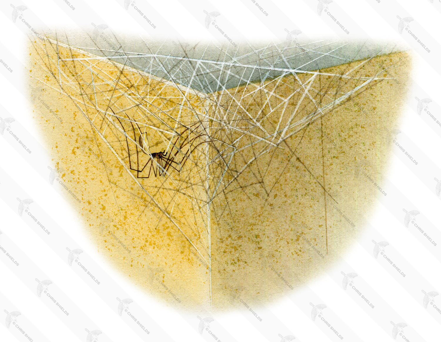 Illustration of Architrave Spider Web (Pholcus phalangioides) (#1514)