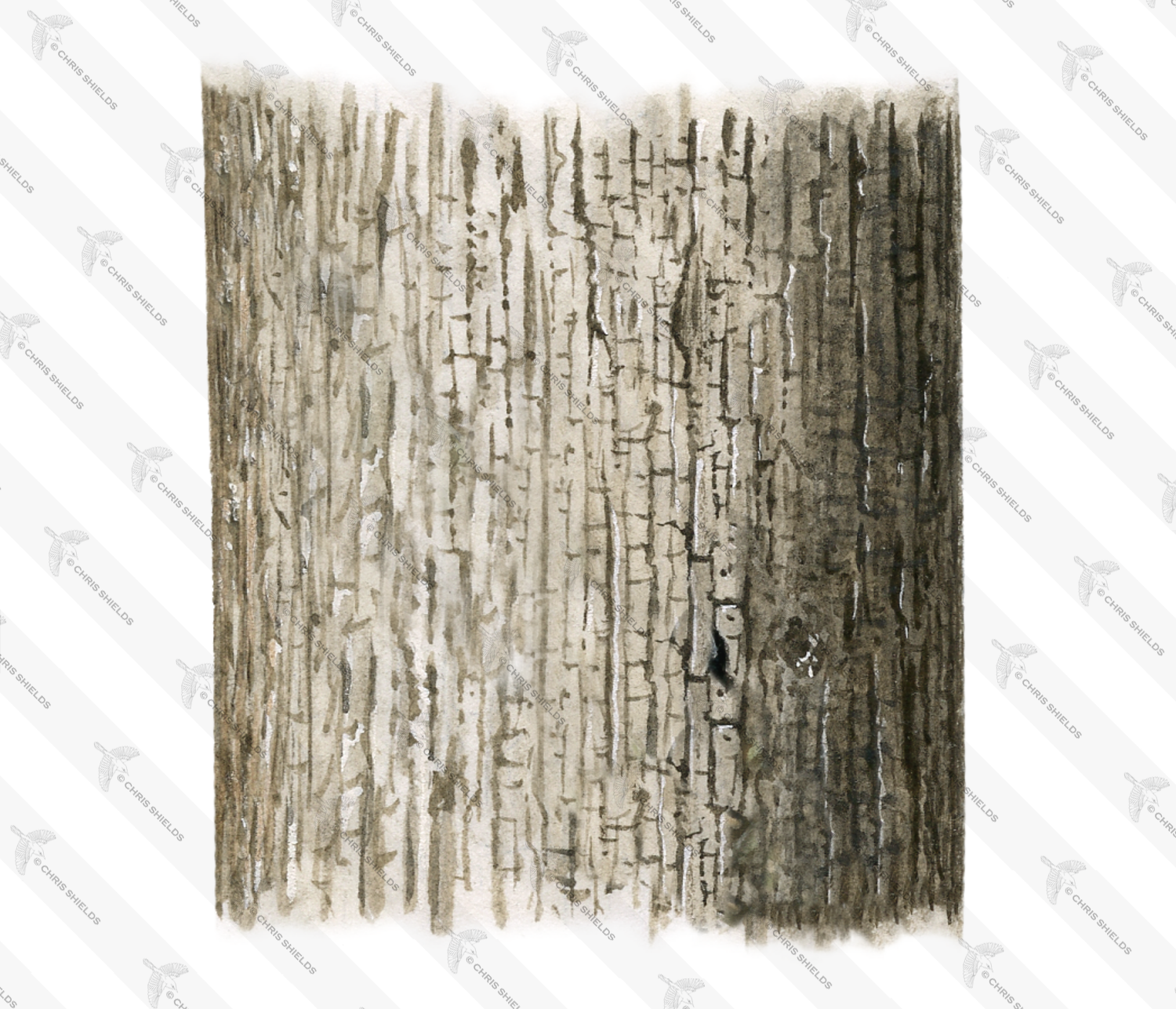 Illustration of Ash Bark (Fraxinus excelsior) bark (#4326)
