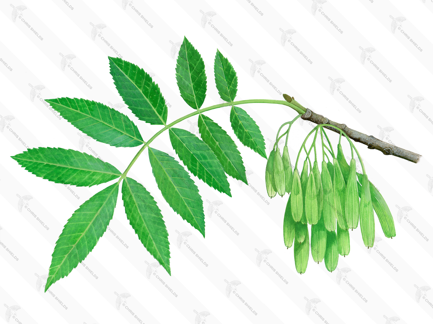 Illustration of Ash Leaves & Seeds (Fraxinus excelsior) (#3198)