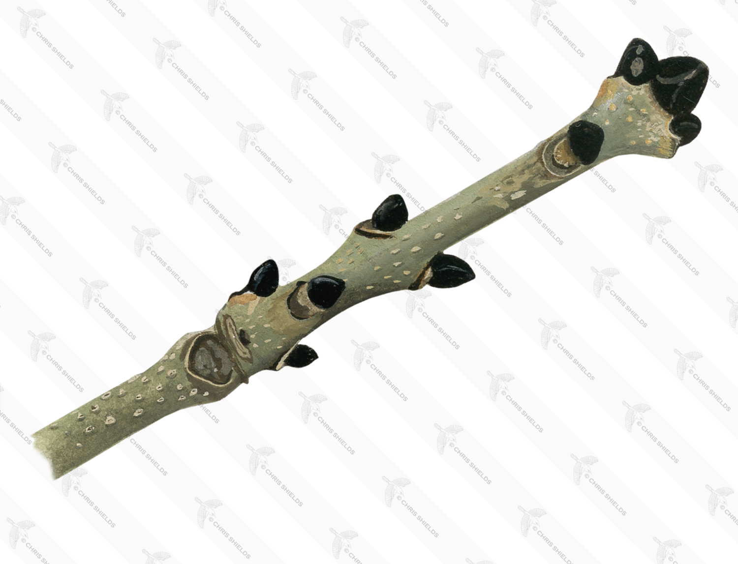 Illustration of Ash Twig (Fraxinus excelsior) (#4327)
