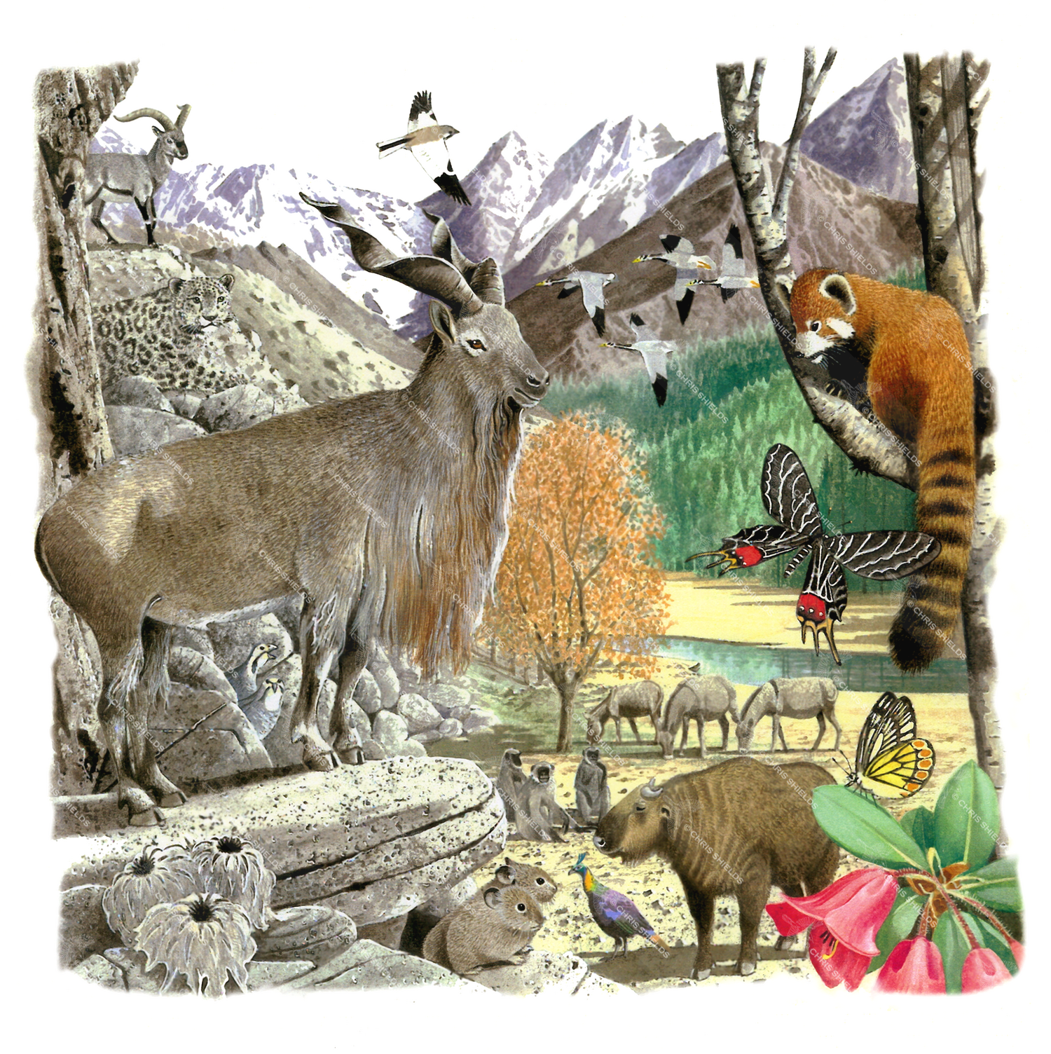 Illustration of Asian Wildlife (#0251)