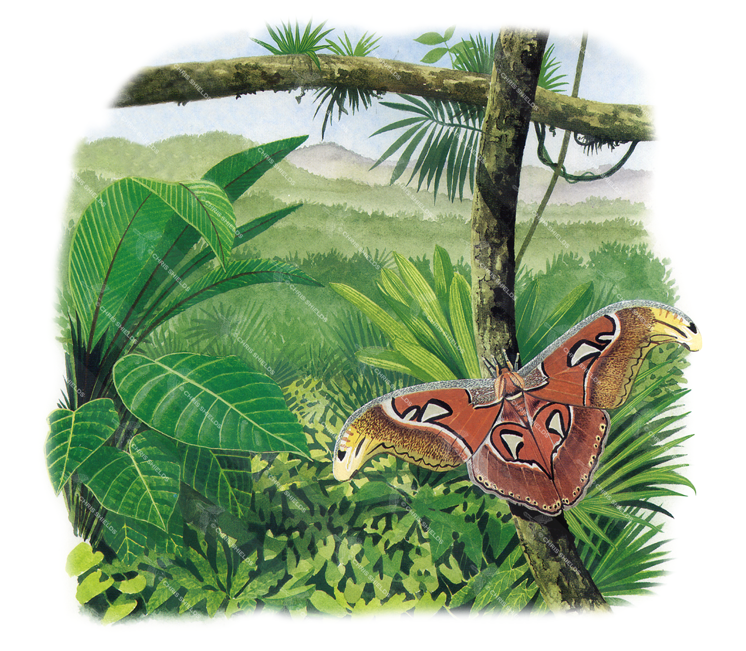 Illustration of Atlas Moth (Attacus atlas) (#0338)