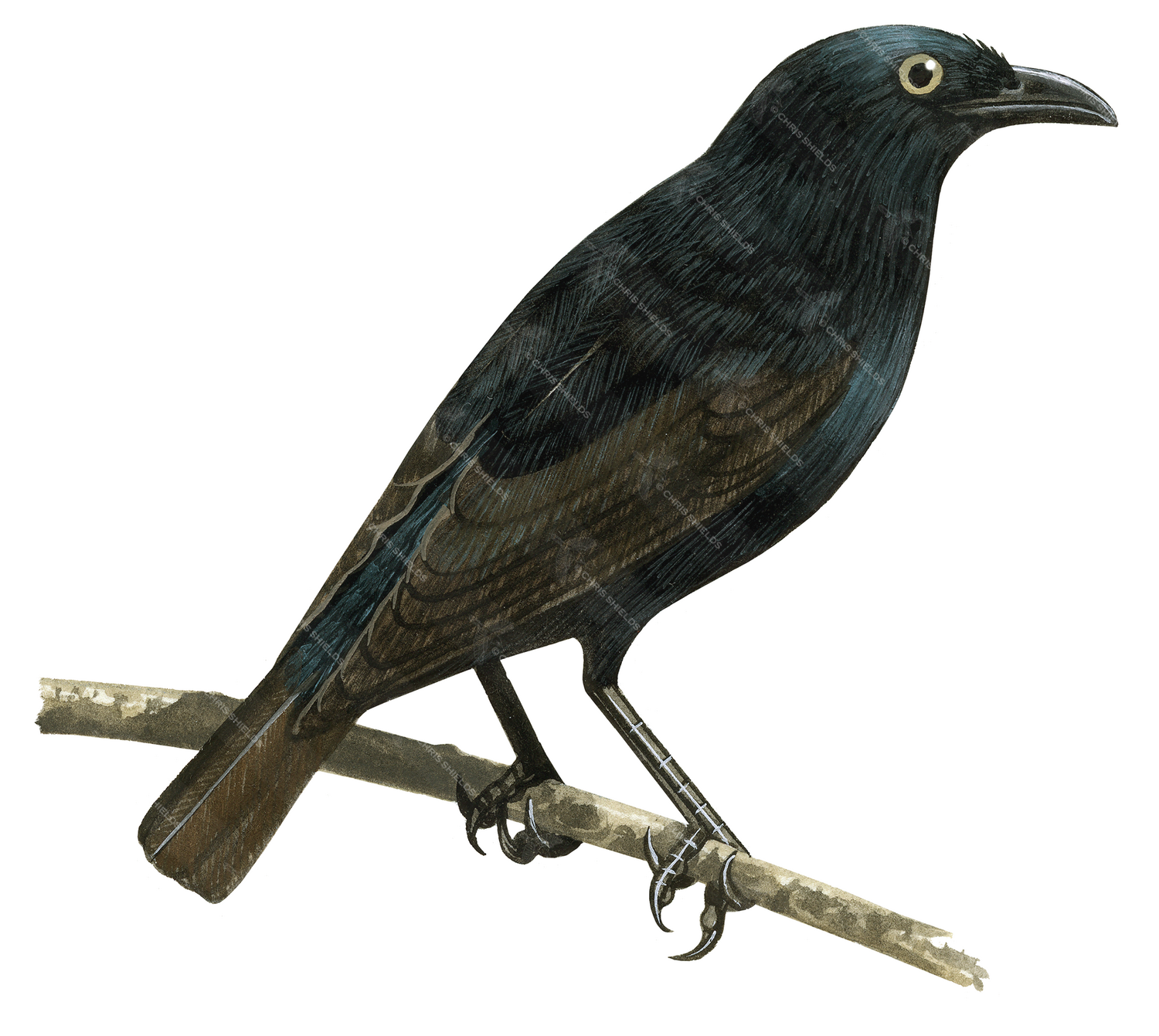 Illustration of Atol Starling (Aplonis feadenis) adult (#2220)