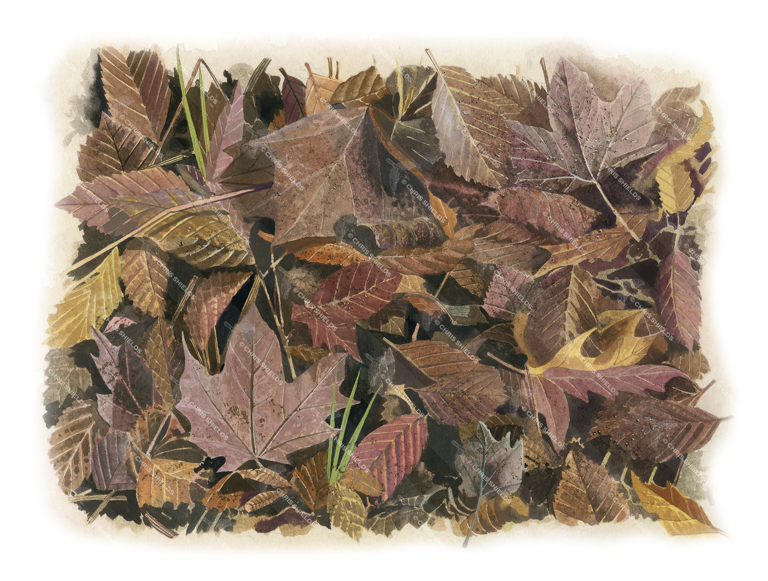 Illustration of Autumn Leaves (#4328)