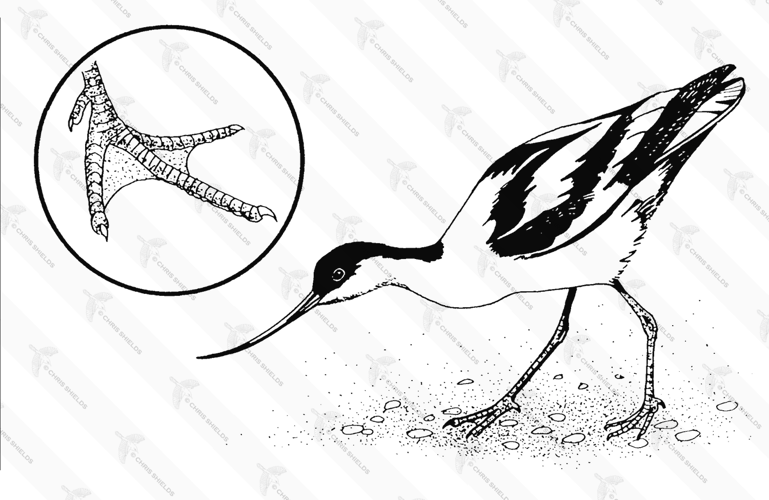 Illustration of Avocet (Recurvirostra avosetta) b&w (#0465)