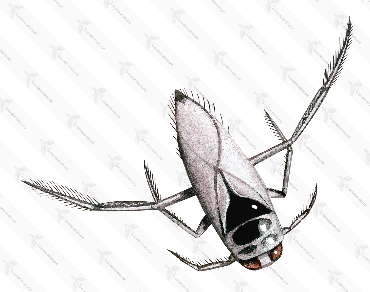 Illustration of Backswimmer (Notonecta glauca) (#2731)
