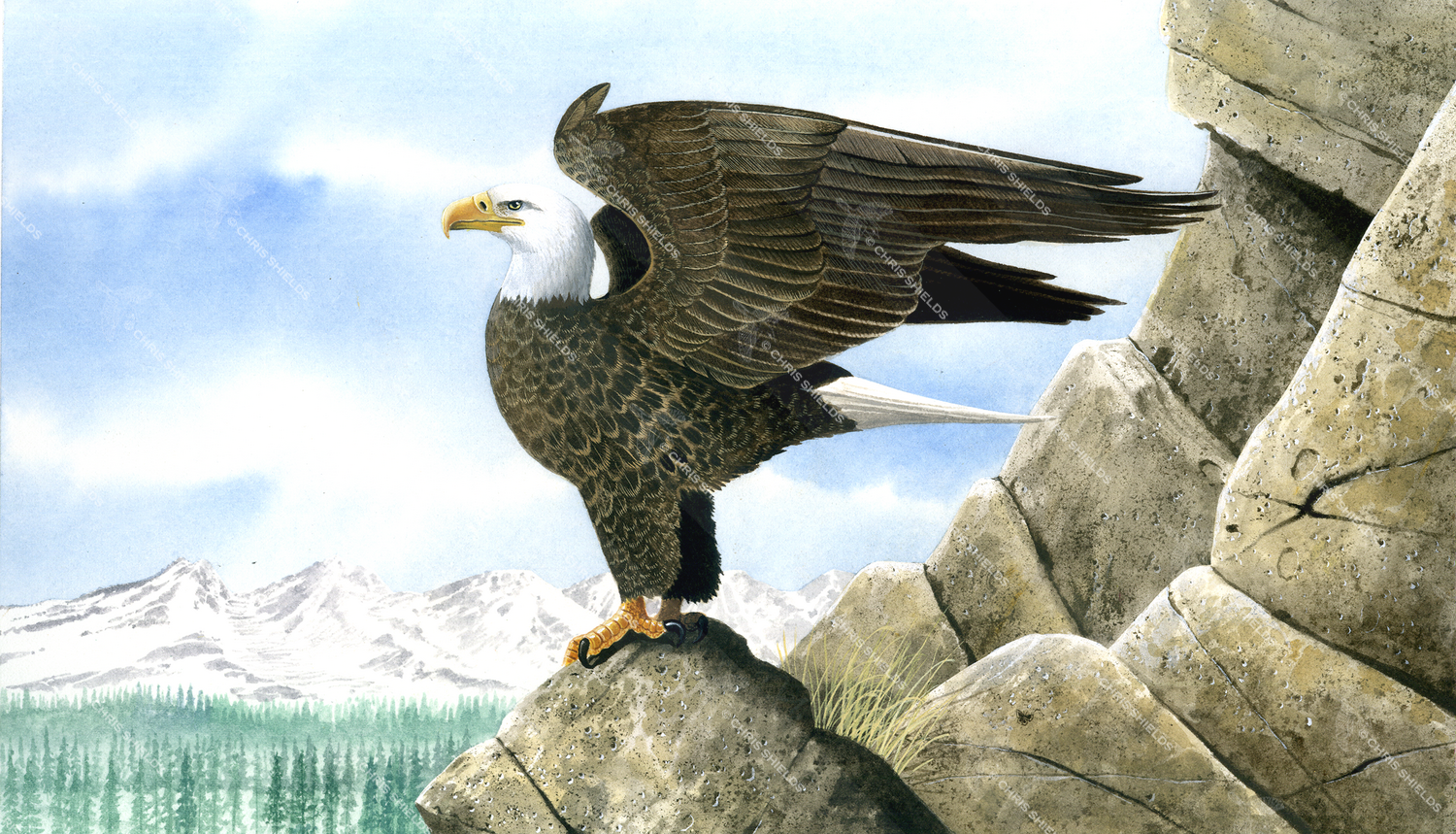 Illustration of Bald Eagle (Haliaeetus leucocephalus) (#0441)