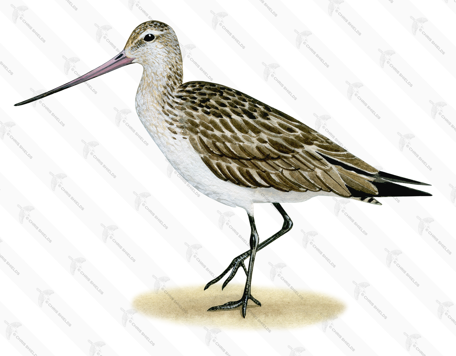 Illustration of Bar-tailed Godwit (Limosa lapponica) (#3341)