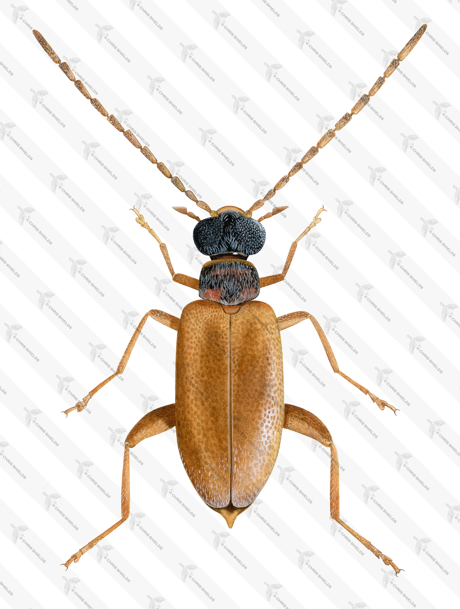 Illustration of Beetle (Euglenes oculatus) (#4722)