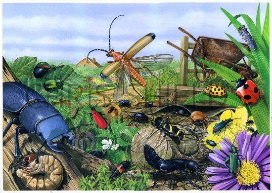 Illustration of Beetles Poster (#1661)