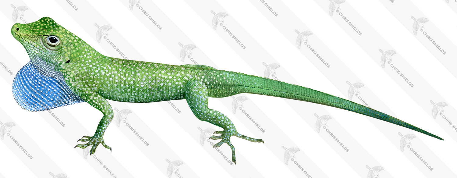 Illustration of Blue Throated Anole male (Anolis conspersus) (#4519)