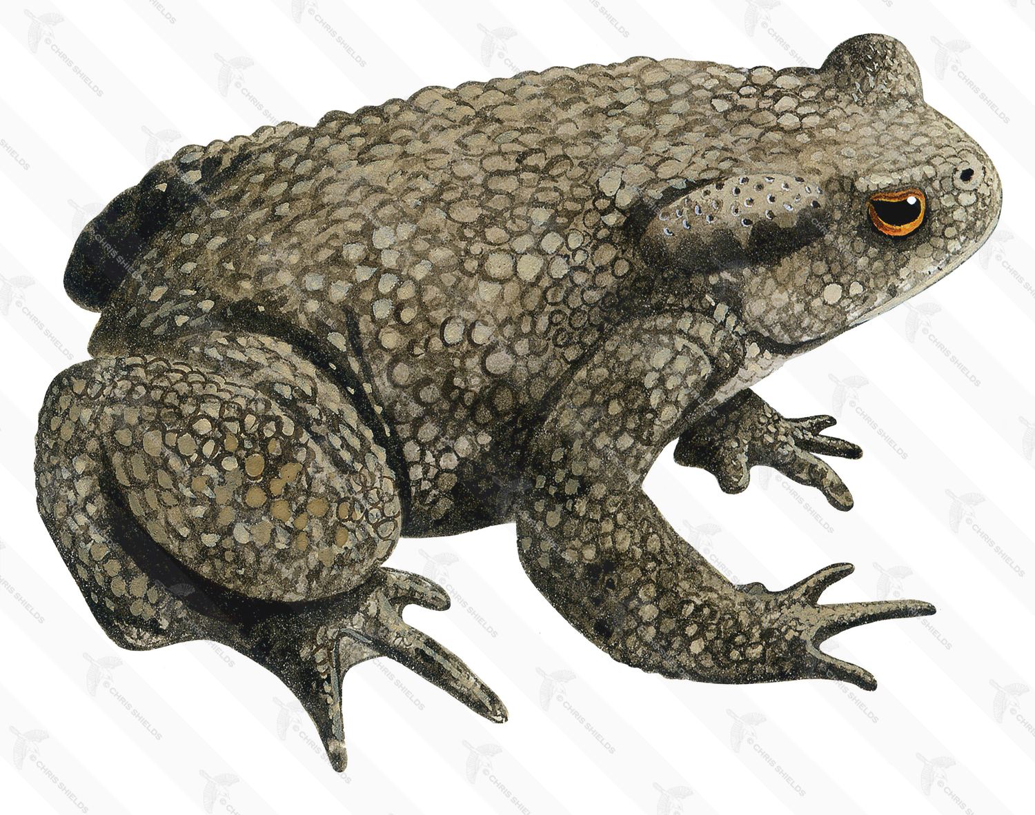 Illustration of Common Toad (Bufo bufo) (#0711)