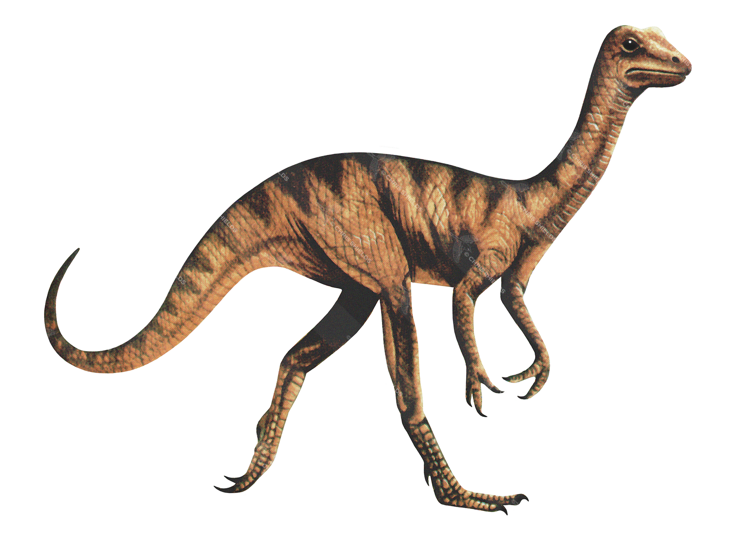 Illustration of Compsognathus (#0662)