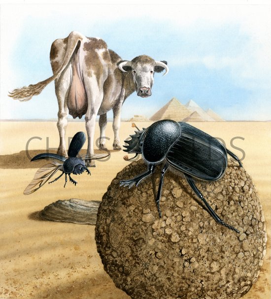 Illustration of Scarabaeinae, Dung Beetle (Scarabaeinae sp.) (#4310)