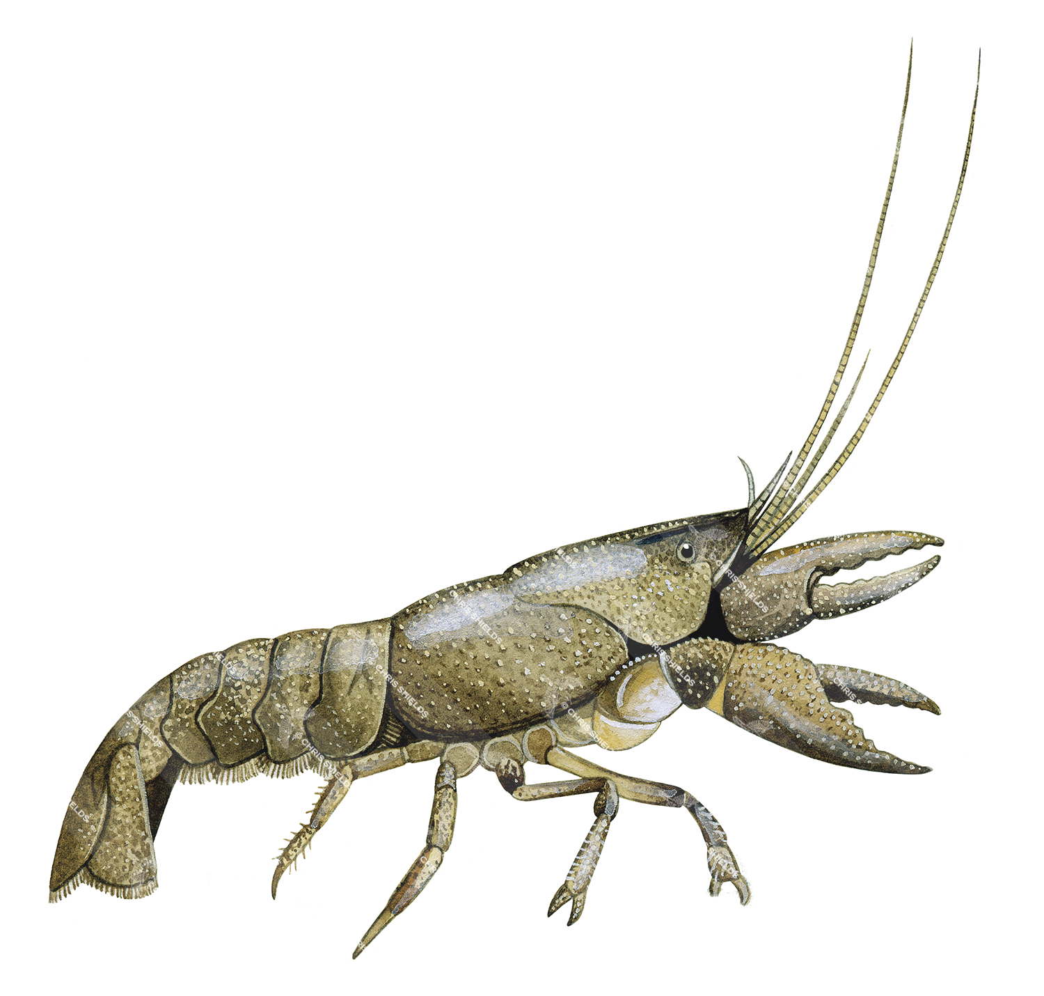 Illustration of Crayfish (Austropotamobius pallipes) (#1436)