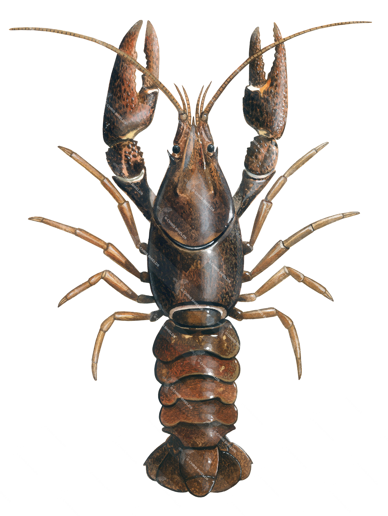 Illustration of Crayfish (Austropotamobius pallipes) (#3288)