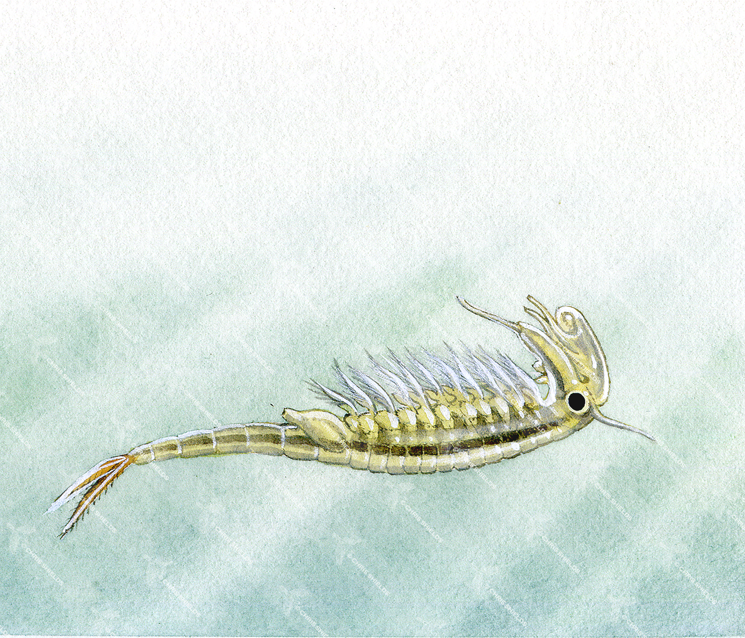 Illustration of Fairy shrimp (Chirocephalus) (#1526)
